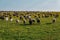 Flock of sheep grazing on alpine pasture in sunny day