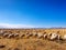 Flock of sheep grazing in autumn sunny meadow with blue sky and snow mountain background , beautiful landscape of Ruoergai prairie