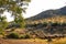 Flock of sheep grazing in the bush in southern Spain