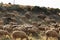 Flock of sheep grazing in the bush in southern Spain