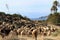 Flock of sheep grazing in the bush in southern Spain