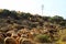 Flock of sheep grazing in the bush in southern Spain