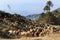 Flock of sheep grazing in the bush in southern Spain