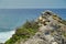 Flock of sheep grazing on a cliff overlooking the sea