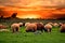 Flock of sheep grazing in a farm