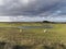 A Flock of Sheep grazing on the Farmland behind the Coast and east Coast railway line near to Arbroath