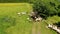 Flock of sheep grazing on field of farmland on sunny day, aerial view, farming