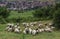 Flock of sheep grazing grass