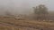 Flock of sheep grazing grass in the meadow on a background of fog. Shot. Group of sheep grazing grass in a rustic foggy