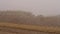 Flock of sheep grazing grass in the meadow on a background of fog. Shot. Group of sheep grazing grass in a rustic foggy