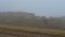 Flock of sheep grazing grass in the meadow on a background of fog. Shot. Group of sheep grazing grass in a rustic foggy