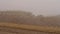 Flock of sheep grazing grass in the meadow on a background of fog. Shot. Group of sheep grazing grass in a rustic foggy