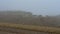 Flock of sheep grazing grass in the meadow on a background of fog. Shot. Group of sheep grazing grass in a rustic foggy