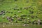 Flock of sheep grazing on a grass slope