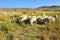 A flock of sheep are grazing on the grassland