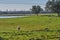 Flock of sheep grazing in the green field with holm oaks and a lake, on a sunny day