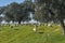 Flock of sheep grazing in the green field with holm oaks and a lake, on a sunny day