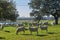 Flock of sheep grazing in the green field with holm oaks and a lake, on a sunny day