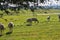 Flock of sheep grazing in the green field with holm oaks and a lake, on a sunny day