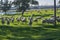 Flock of sheep grazing in the green field with holm oaks and a lake, on a sunny day