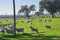 Flock of sheep grazing in the green field with holm oaks and a lake, on a sunny day