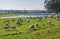 Flock of sheep grazing in the green field with holm oaks and a lake, on a sunny day