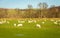 Flock of sheep grazing in a green lowland Scottish field in winter