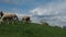 Flock of sheep grazing on the green meadows. On the horizon are visible blue sky with white clouds. Rams look back and look