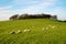 A flock of sheep grazing on a hillside with a circular copse of trees at the top of the hill