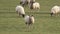 Flock of Sheep grazing in a meadow