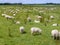 Flock of sheep grazing on a meadow in flat Dutch landscape with trees on the horizon.