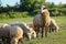 Flock of sheep grazing in meadow at sunset on Green Pasture. Idyllic Sunset