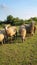 Flock of sheep grazing in meadow at sunset on Green Pasture. Idyllic Sunset