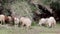 Flock of Sheep grazing on mediterranean grass land