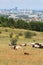 Flock of sheep grazing on the Perchtoldsdorf heath in the Nature park of Foehrenberge. View over Vienna, Austria