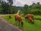 A flock of sheep grazing at the roadside