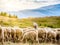 A flock of sheep grazing. Rural mountain landscape with sheeps on a pasture in Carpathian Mountains, Romania