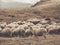 A flock of sheep grazing. Rural mountain landscape with sheeps on a pasture in Carpathian Mountains, Romania