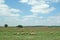 Flock of sheep grazing, rural scene