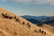 Flock of sheep grazing on slope