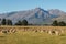 Flock of sheep grazing in Southern Alps