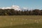 Flock of sheep grazing in Southern Alps, New Zealand