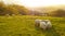 Flock of sheep grazing with the sun at sunset