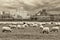 Flock of sheep grazing with the view to modern buldings of Dusseldorf Hafen