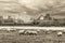 Flock of sheep grazing with the view to modern buldings of Dusseldorf Hafen