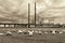 Flock of sheep grazing with the view to modern buldings of Dusseldorf Hafen