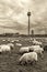 Flock of sheep grazing with the view to modern buldings of Dusseldorf Hafen