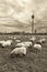 Flock of sheep grazing with the view to modern buldings of Dusseldorf Hafen