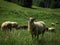 A flock of sheep in a green grazing field in the mountains.