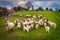 A flock of sheep on the green meadow, Ireland